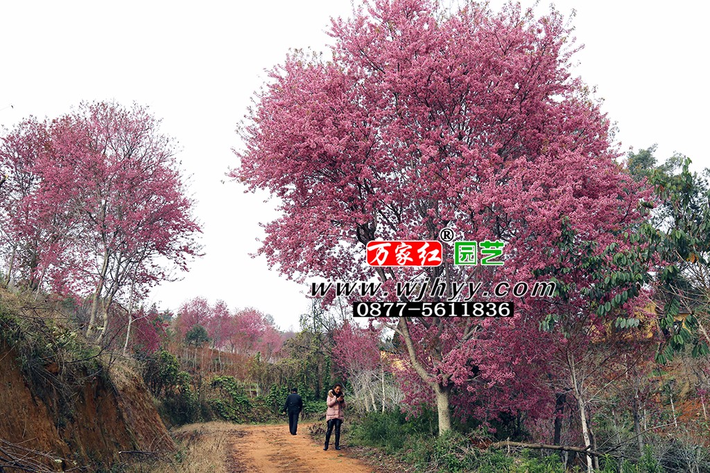 樱花 冬樱花 樱花 冬樱花