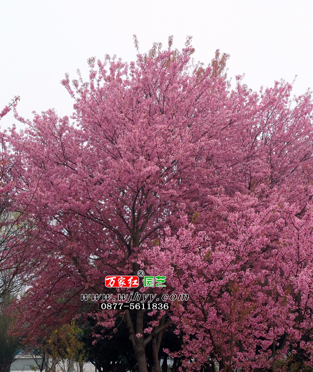 樱花 冬樱花 樱花 冬樱花