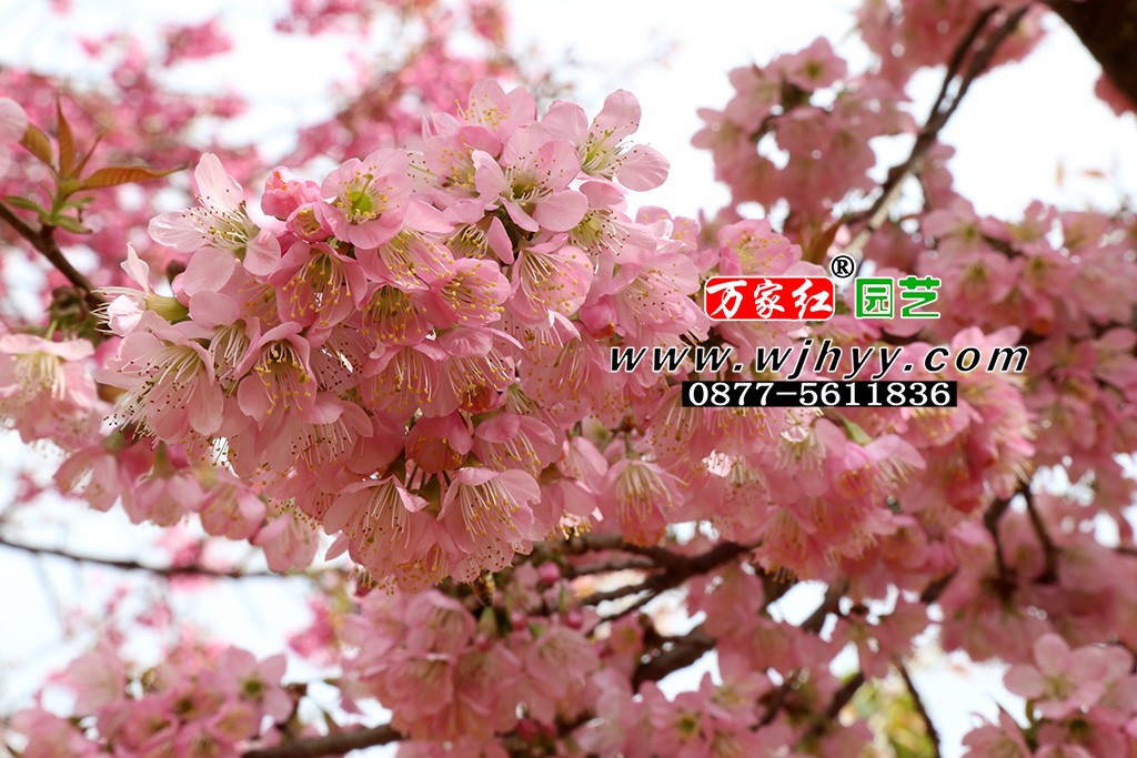仙女散花樱花_樱花_樱花基地_樱花苗木出售