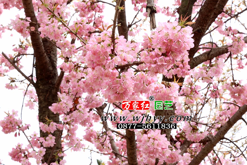 仙女散花樱花_樱花_樱花基地_樱花苗木出售
