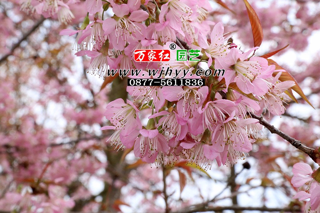 仙女散花樱花_樱花_樱花基地_樱花苗木出售