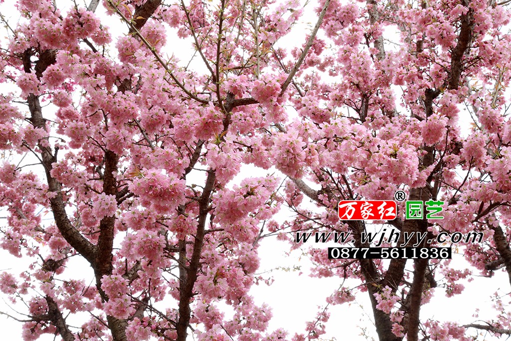 仙女散花樱花_樱花_樱花基地_樱花苗木出售