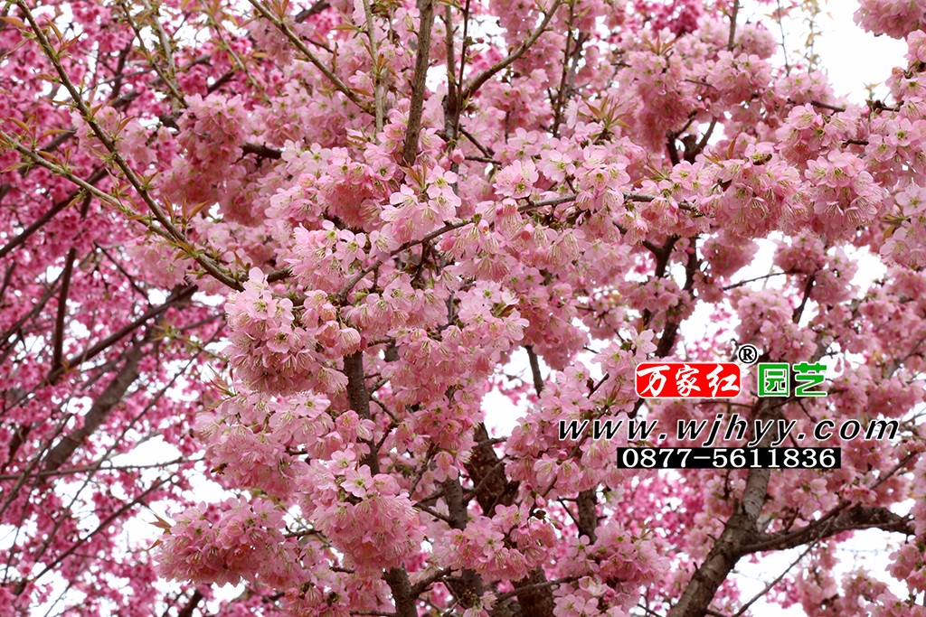 仙女散花樱花_樱花_樱花基地_樱花苗木出售
