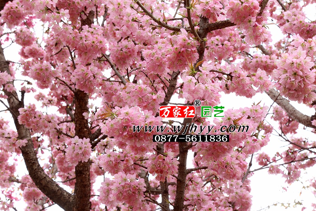 仙女散花樱花_樱花_樱花基地_樱花苗木出售