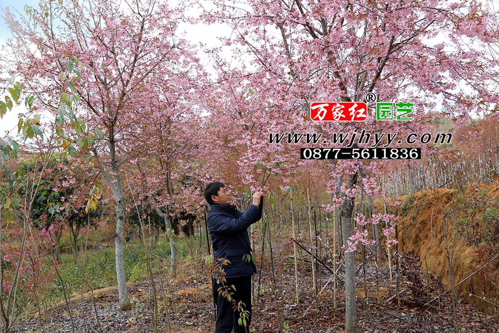 仙女散花樱花_樱花_樱花基地_樱花苗木出售