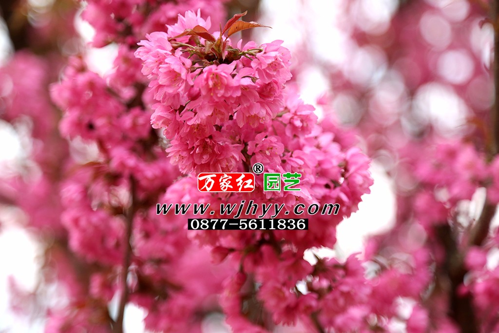 重瓣冬樱_樱花_樱花基地_樱花苗木出售