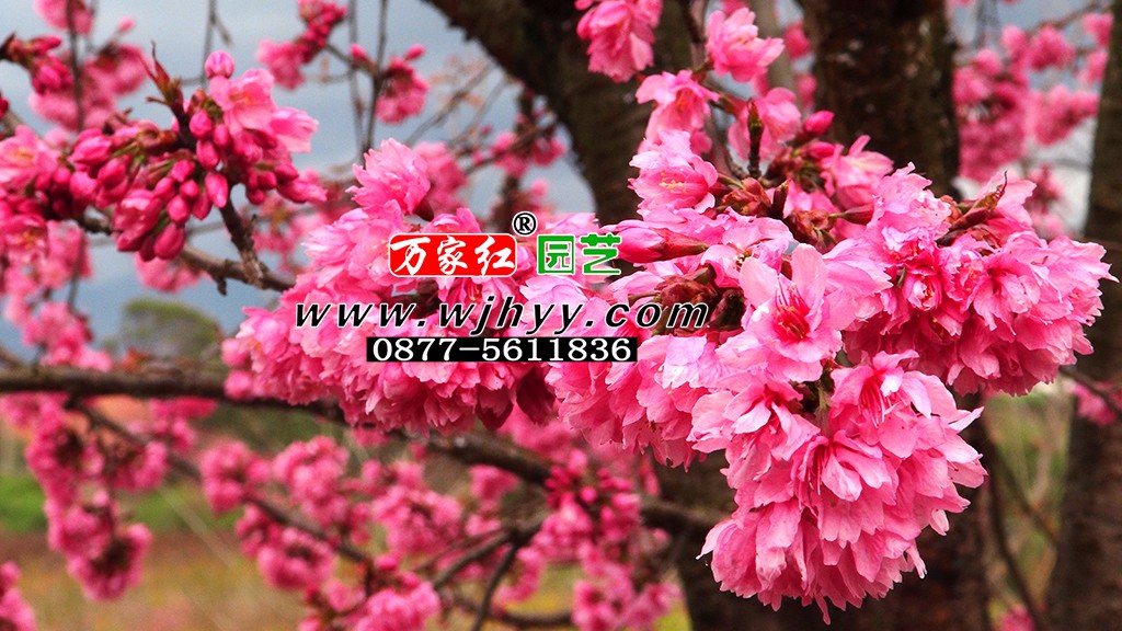 重瓣冬樱_樱花_樱花基地_樱花苗木出售