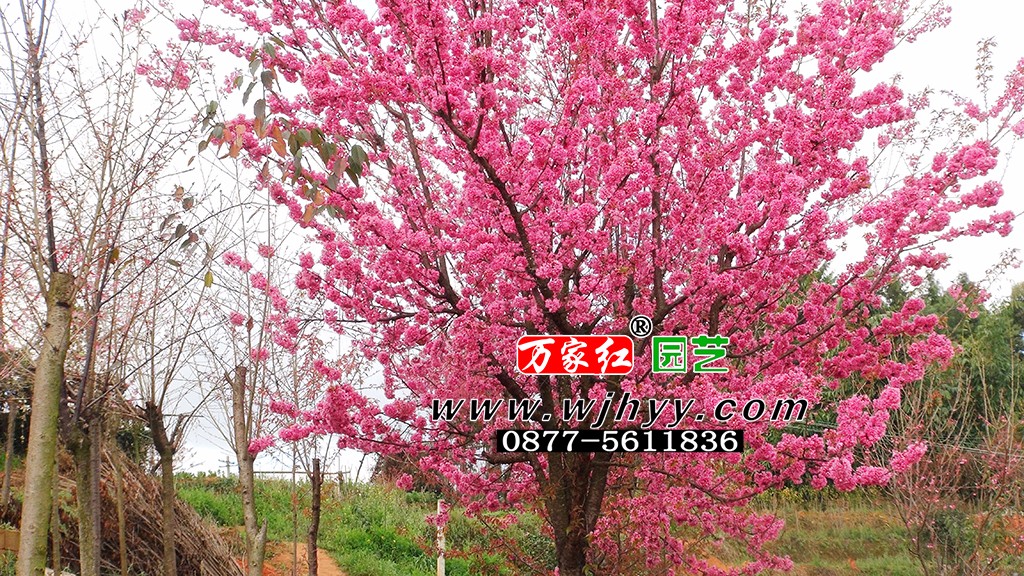重瓣冬樱_樱花_樱花基地_樱花苗木出售