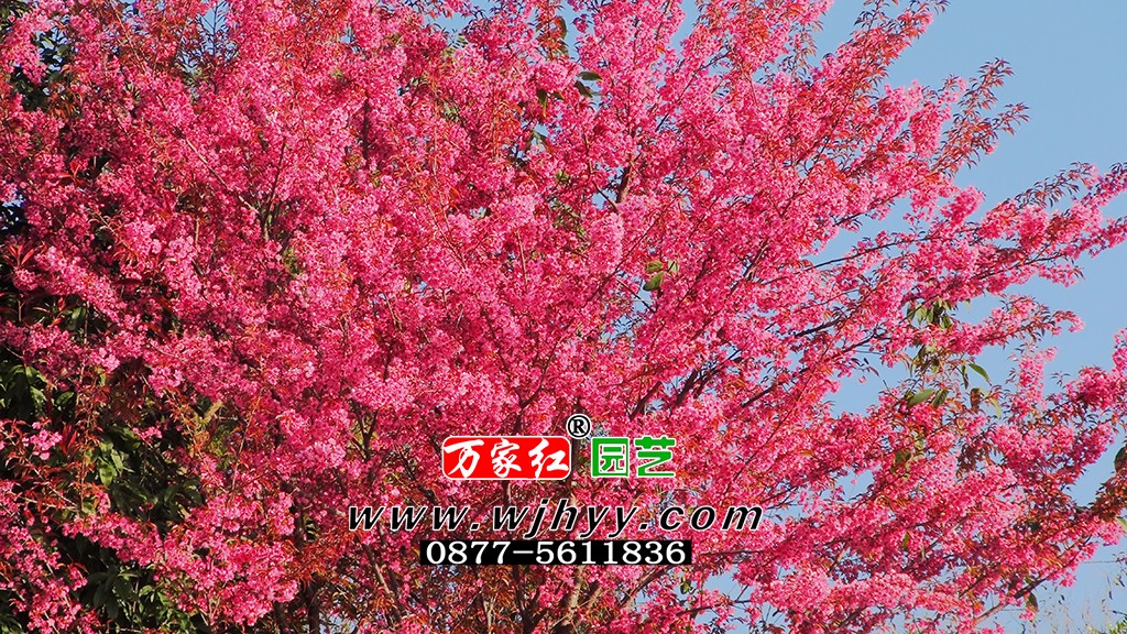 重瓣冬樱_樱花_樱花基地_樱花苗木出售