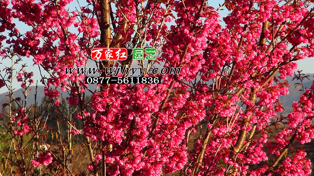 极品重瓣冬樱花_樱花_樱花基地_樱花苗木出售