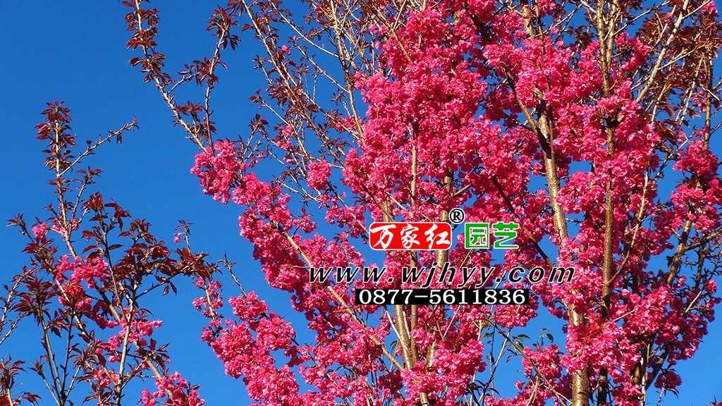 极品重瓣冬樱花_樱花_樱花基地_樱花苗木出售
