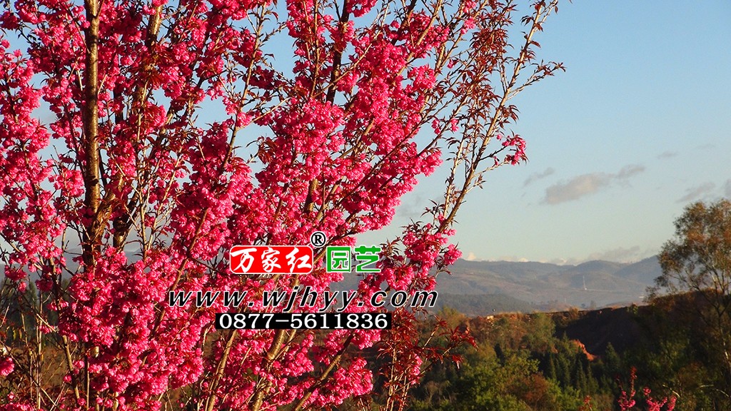极品重瓣冬樱花_樱花_樱花基地_樱花苗木出售