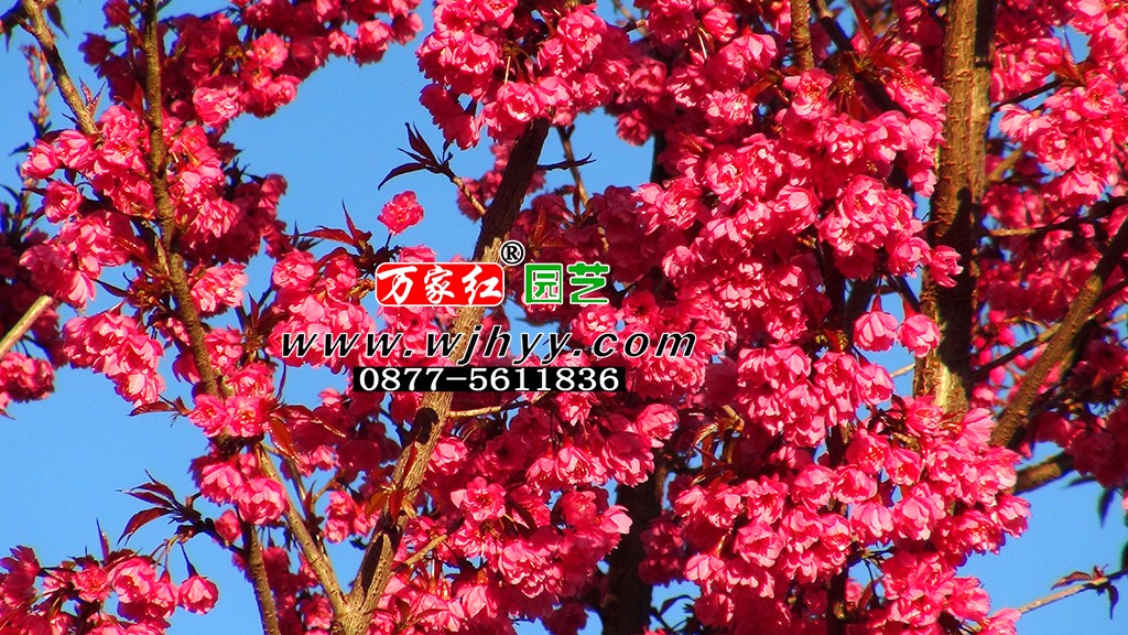 极品重瓣冬樱花_樱花_樱花基地_樱花苗木出售