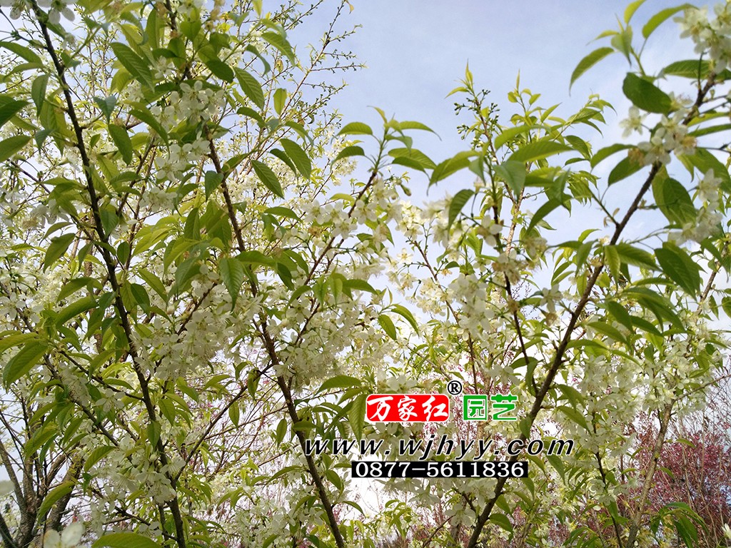 翡翠冬樱_樱花_樱花基地_樱花苗木出售 翡翠冬樱_樱花_樱花基地_樱花苗木出售