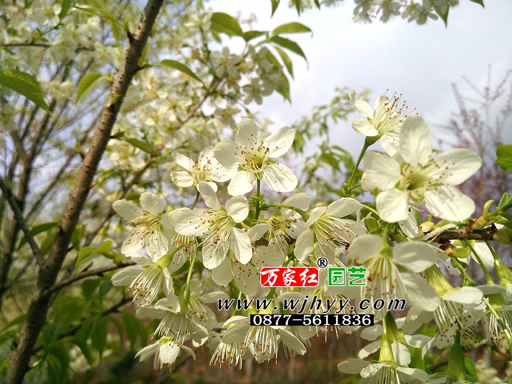 翡翠冬樱_樱花_樱花基地_樱花苗木出售 翡翠冬樱_樱花_樱花基地_樱花苗木出售