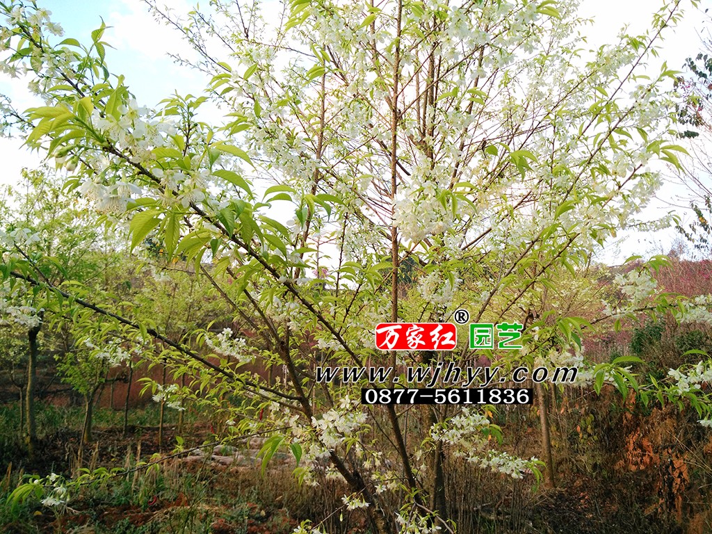 翡翠冬樱_樱花_樱花基地_樱花苗木出售 翡翠冬樱_樱花_樱花基地_樱花苗木出售