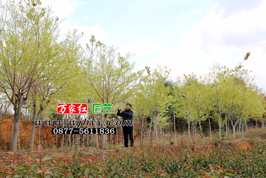 翡翠冬樱_樱花_樱花基地_樱花苗木出售 翡翠冬樱_樱花_樱花基地_樱花苗木出售