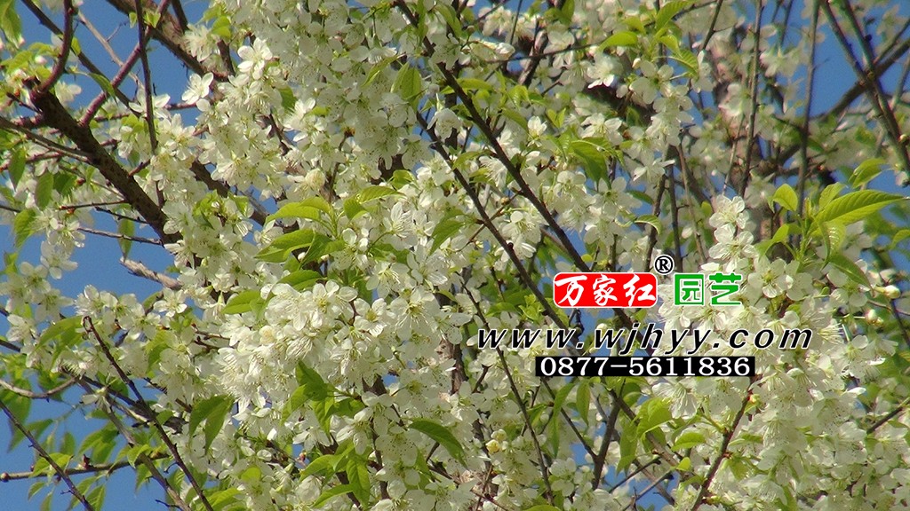 翡翠冬樱_樱花_樱花基地_樱花苗木出售 翡翠冬樱_樱花_樱花基地_樱花苗木出售