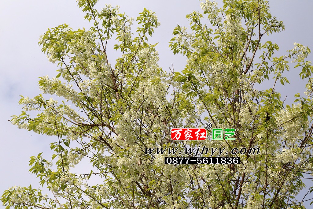 翡翠冬樱_樱花_樱花基地_樱花苗木出售 翡翠冬樱_樱花_樱花基地_樱花苗木出售