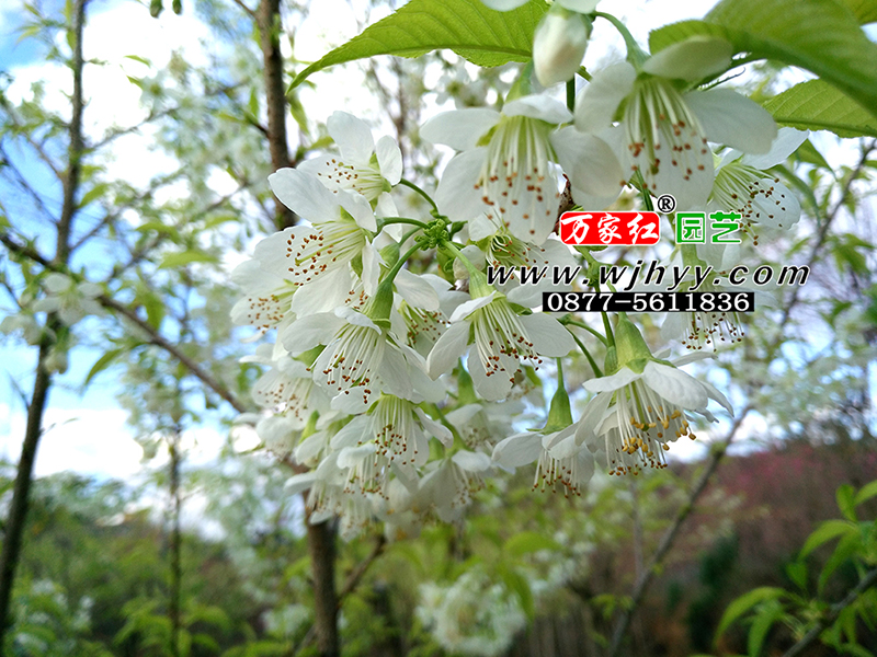 翡翠冬樱