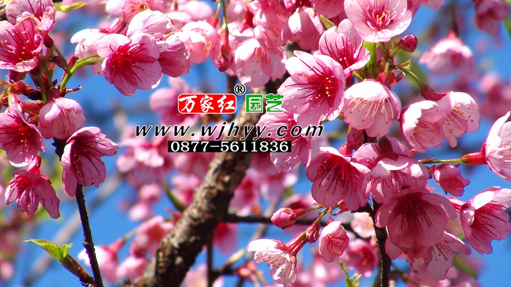 出售樱花苗木 福建山樱 银河 出售樱花苗木 福建山樱 银河