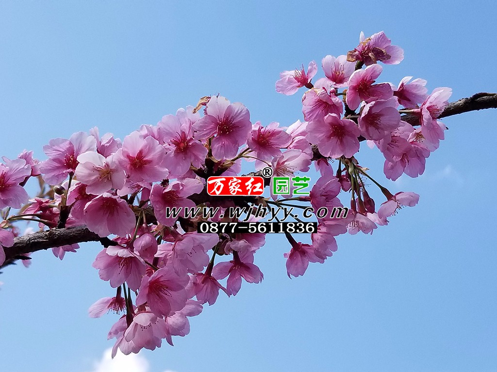 出售樱花苗木 福建山樱 银河 出售樱花苗木 福建山樱 银河