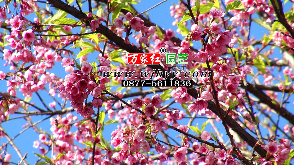 出售樱花苗木 福建山樱 银河 出售樱花苗木 福建山樱 银河