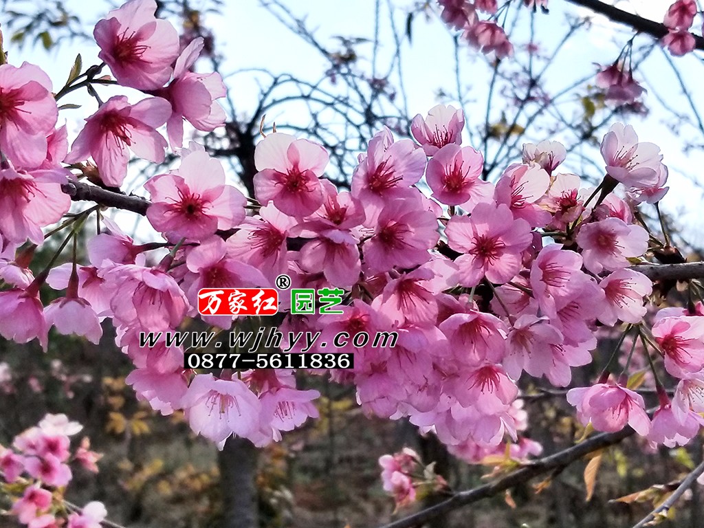 出售樱花苗木 福建山樱 银河 出售樱花苗木 福建山樱 银河