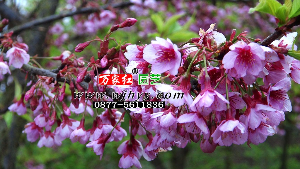 出售樱花苗木 福建山樱 银河 出售樱花苗木 福建山樱 银河