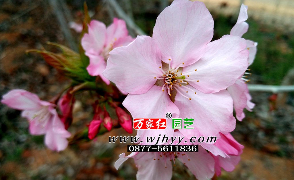 出售樱花苗木  河津樱   樱花