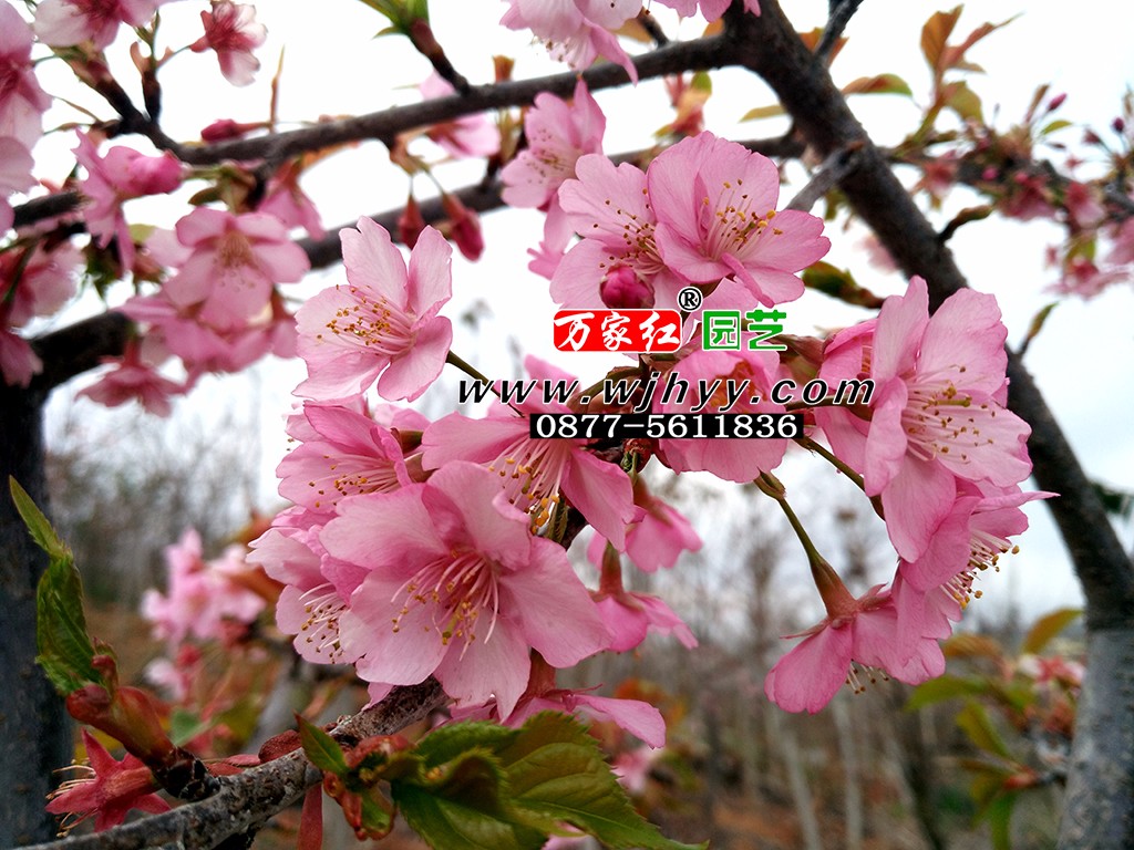 出售樱花苗木  河津樱   樱花