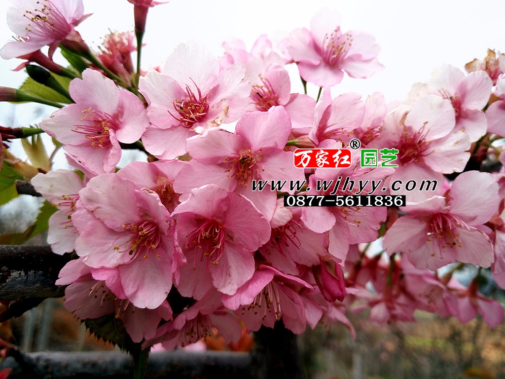 出售樱花苗木  河津樱   樱花