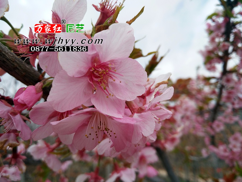出售樱花苗木  河津樱   樱花
