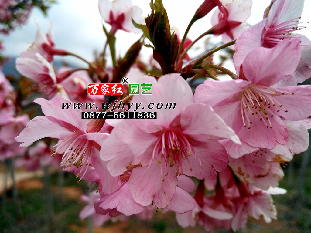 出售樱花苗木  河津樱   樱花