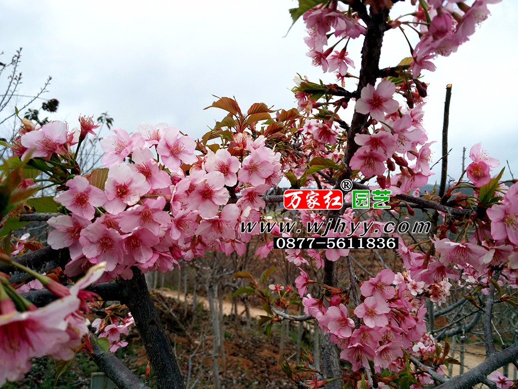 出售樱花苗木  河津樱   樱花