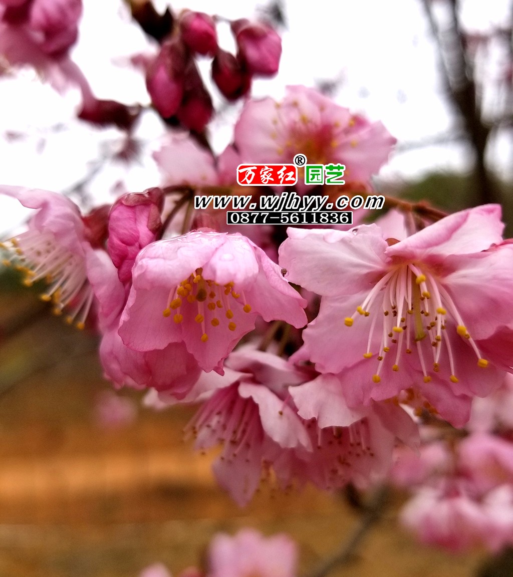 出售樱花苗木 大渔樱花