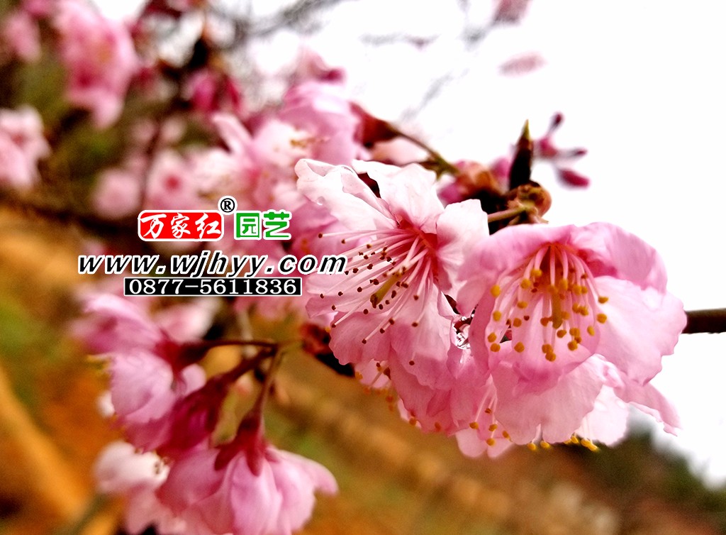 出售樱花苗木 大渔樱花