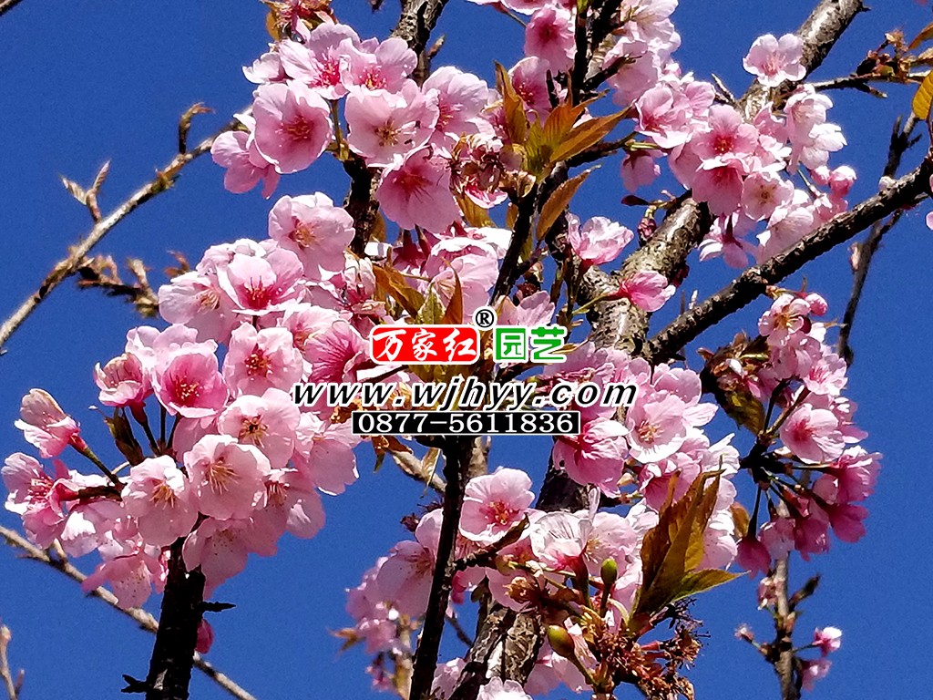 出售樱花苗木 大渔樱花
