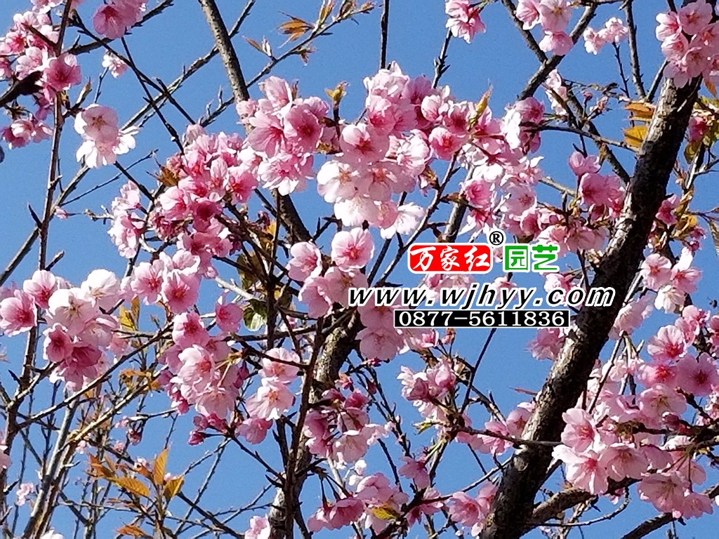 出售樱花苗木 大渔樱花