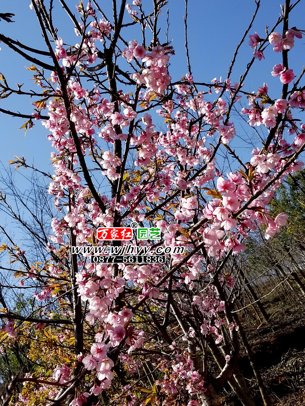 出售樱花苗木 大渔樱花