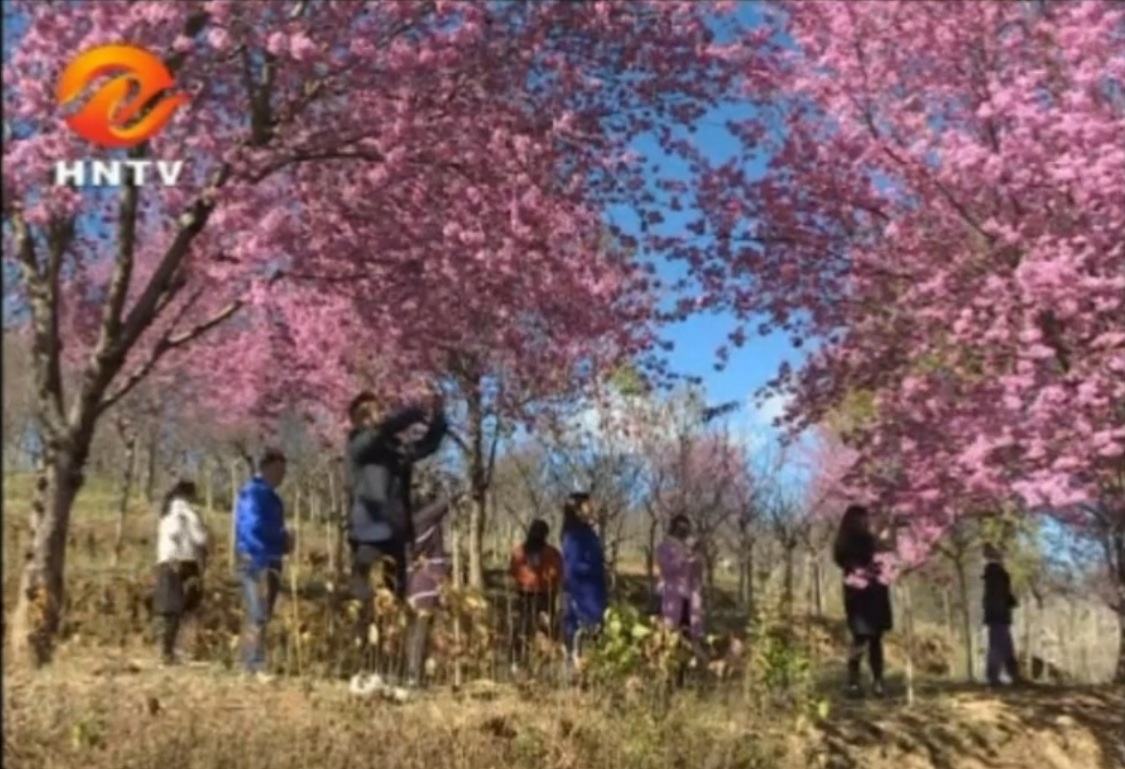 华宁电视台：花开彩云南 赴一场樱花之约！