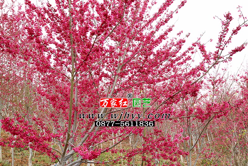 万家红樱