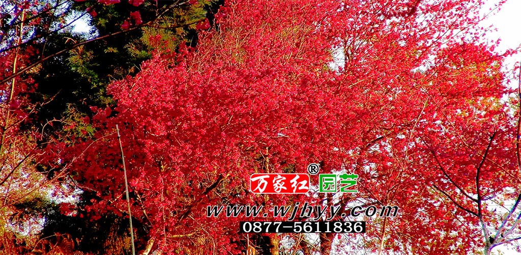 台湾钟樱花