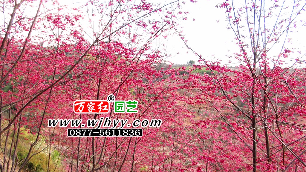 云南红樱