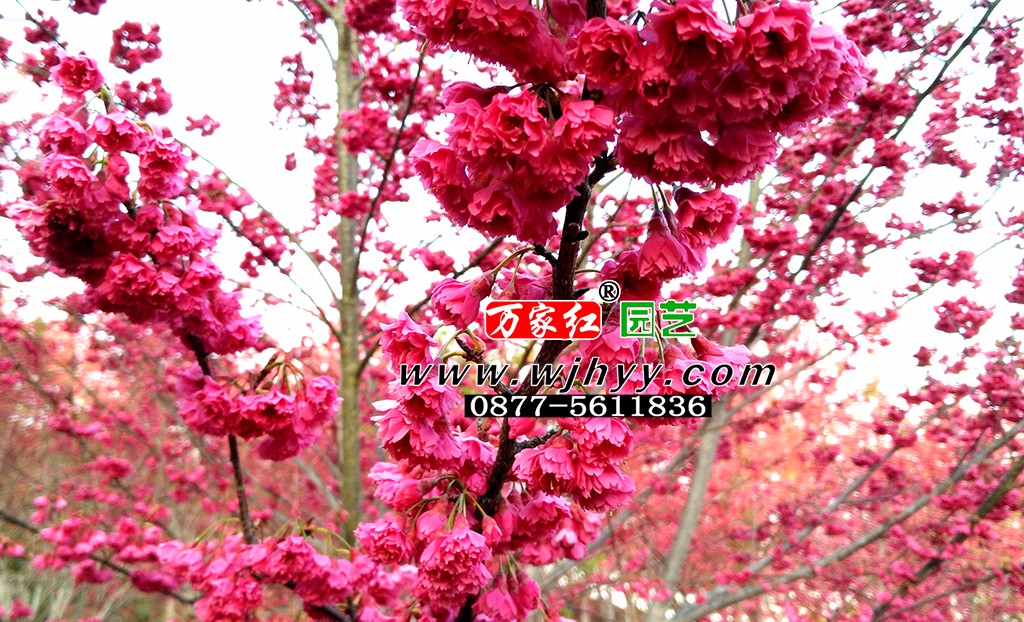 1558507809113354.jpg