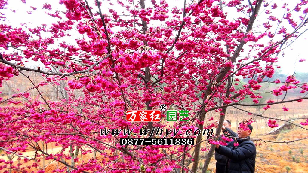 1558507810106632.jpg