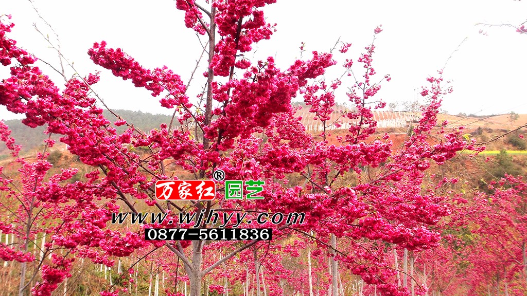 台湾牡丹樱