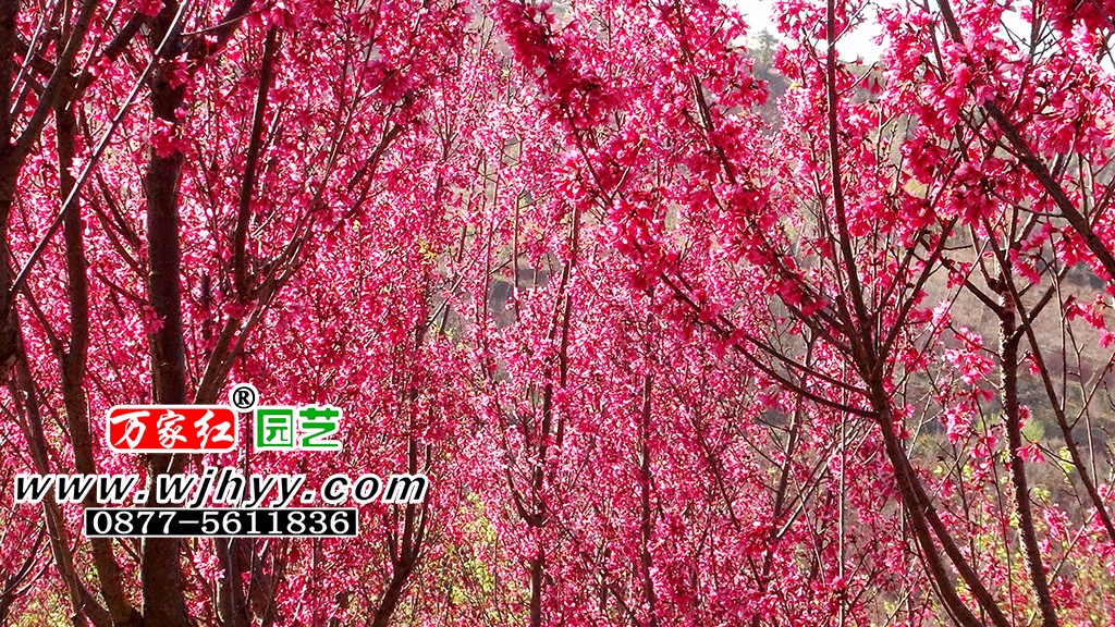 紫荆樱
