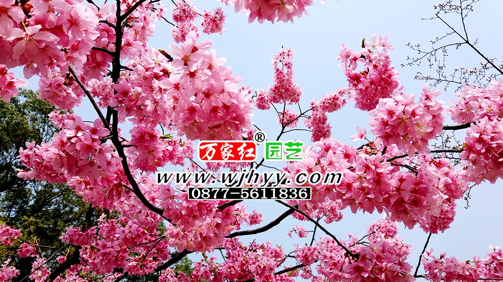 飞寒樱