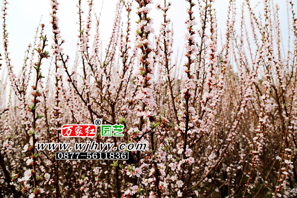 毛樱桃花